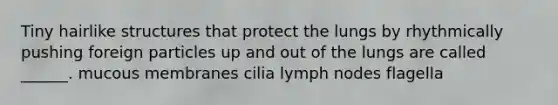 Tiny hairlike structures that protect the lungs by rhythmically pushing foreign particles up and out of the lungs are called ______. mucous membranes cilia lymph nodes flagella