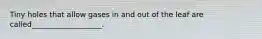 Tiny holes that allow gases in and out of the leaf are called___________________.