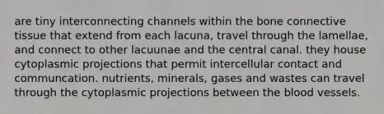 are tiny interconnecting channels within the bone <a href='https://www.questionai.com/knowledge/kYDr0DHyc8-connective-tissue' class='anchor-knowledge'>connective tissue</a> that extend from each lacuna, travel through the lamellae, and connect to other lacuunae and the central canal. they house cytoplasmic projections that permit intercellular contact and communcation. nutrients, minerals, gases and wastes can travel through the cytoplasmic projections between <a href='https://www.questionai.com/knowledge/k7oXMfj7lk-the-blood' class='anchor-knowledge'>the blood</a> vessels.