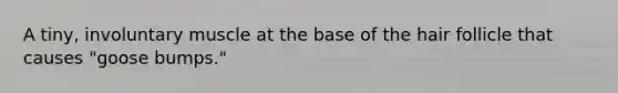 A tiny, involuntary muscle at the base of the hair follicle that causes "goose bumps."
