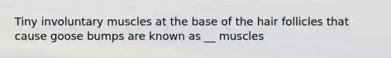 Tiny involuntary muscles at the base of the hair follicles that cause goose bumps are known as __ muscles