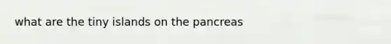 what are the tiny islands on the pancreas