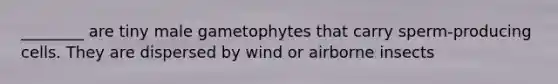 ________ are tiny male gametophytes that carry sperm-producing cells. They are dispersed by wind or airborne insects