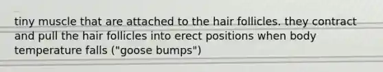 tiny muscle that are attached to the hair follicles. they contract and pull the hair follicles into erect positions when body temperature falls ("goose bumps")