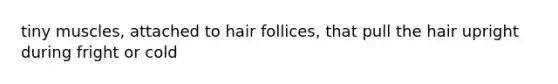 tiny muscles, attached to hair follices, that pull the hair upright during fright or cold