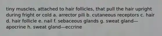 tiny muscles, attached to hair follicles, that pull the hair upright during fright or cold a. arrector pili b. cutaneous receptors c. hair d. hair follicle e. nail f. sebaceous glands g. sweat gland—apocrine h. sweat gland—eccrine