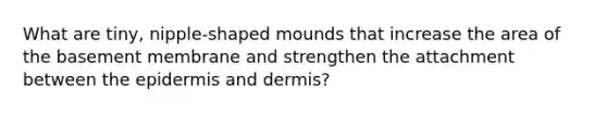 What are tiny, nipple-shaped mounds that increase the area of the basement membrane and strengthen the attachment between the epidermis and dermis?