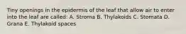 Tiny openings in the epidermis of the leaf that allow air to enter into the leaf are called: A. Stroma B. Thylakoids C. Stomata D. Grana E. Thylakoid spaces