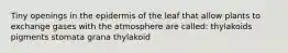 Tiny openings in the epidermis of the leaf that allow plants to exchange gases with the atmosphere are called: thylakoids pigments stomata grana thylakoid