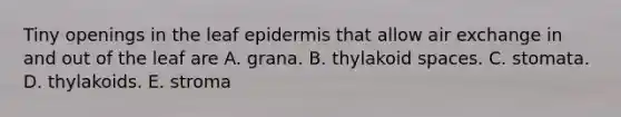 Tiny openings in the leaf epidermis that allow air exchange in and out of the leaf are A. grana. B. thylakoid spaces. C. stomata. D. thylakoids. E. stroma