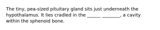 The tiny, pea-sized pituitary gland sits just underneath the hypothalamus. It lies cradled in the ______ ________, a cavity within the sphenoid bone.