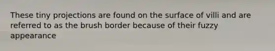 These tiny projections are found on the surface of villi and are referred to as the brush border because of their fuzzy appearance
