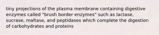 tiny projections of the plasma membrane containing digestive enzymes called "brush border enzymes" such as lactase, sucrase, maltase, and peptidases which complete the digestion of carbohydrates and proteins