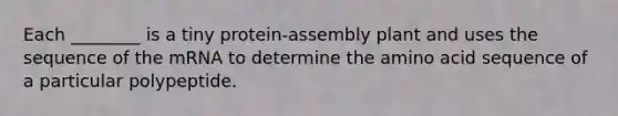 Each ________ is a tiny protein-assembly plant and uses the sequence of the mRNA to determine the amino acid sequence of a particular polypeptide.