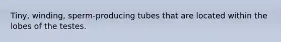 Tiny, winding, sperm-producing tubes that are located within the lobes of the testes.