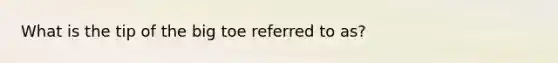 What is the tip of the big toe referred to as?