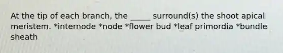 At the tip of each branch, the _____ surround(s) the shoot apical meristem. *internode *node *flower bud *leaf primordia *bundle sheath