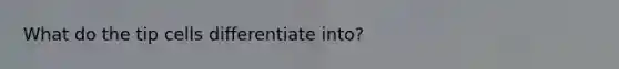 What do the tip cells differentiate into?