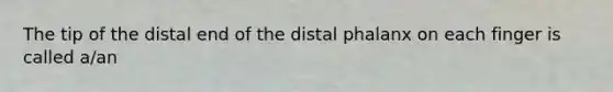 The tip of the distal end of the distal phalanx on each finger is called a/an