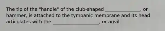 The tip of the "handle" of the club-shaped _______________, or hammer, is attached to the tympanic membrane and its head articulates with the ____________________, or anvil.