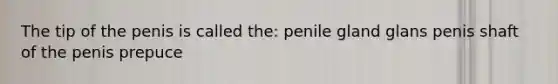 The tip of the penis is called the: penile gland glans penis shaft of the penis prepuce