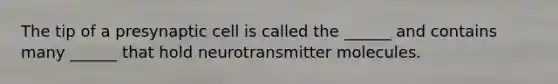 The tip of a presynaptic cell is called the ______ and contains many ______ that hold neurotransmitter molecules.