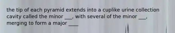 the tip of each pyramid extends into a cuplike urine collection cavity called the minor ___, with several of the minor ___, merging to form a major ____