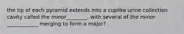 the tip of each pyramid extends into a cuplike urine collection cavity called the minor________, with several of the minor ____________ merging to form a major?