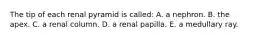 The tip of each renal pyramid is called: A. a nephron. B. the apex. C. a renal column. D. a renal papilla. E. a medullary ray.