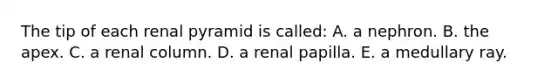 The tip of each renal pyramid is called: A. a nephron. B. the apex. C. a renal column. D. a renal papilla. E. a medullary ray.