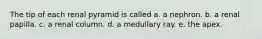 The tip of each renal pyramid is called a. a nephron. b. a renal papilla. c. a renal column. d. a medullary ray. e. the apex.
