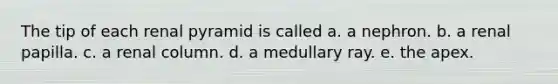 The tip of each renal pyramid is called a. a nephron. b. a renal papilla. c. a renal column. d. a medullary ray. e. the apex.