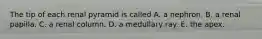 The tip of each renal pyramid is called A. a nephron. B. a renal papilla. C. a renal column. D. a medullary ray. E. the apex.