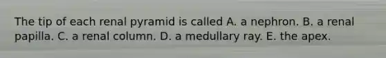 The tip of each renal pyramid is called A. a nephron. B. a renal papilla. C. a renal column. D. a medullary ray. E. the apex.