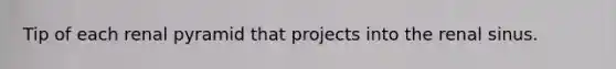 Tip of each renal pyramid that projects into the renal sinus.