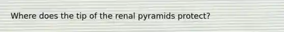 Where does the tip of the renal pyramids protect?