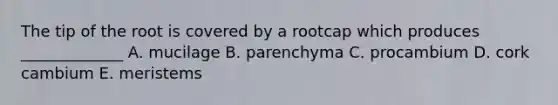 The tip of the root is covered by a rootcap which produces _____________ A. mucilage B. parenchyma C. procambium D. cork cambium E. meristems