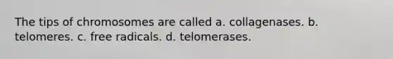 The tips of chromosomes are called a. collagenases. b. telomeres. c. free radicals. d. telomerases.