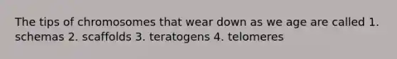 The tips of chromosomes that wear down as we age are called 1. schemas 2. scaffolds 3. teratogens 4. telomeres