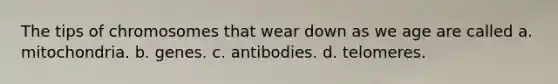 The tips of chromosomes that wear down as we age are called a. mitochondria. b. genes. c. antibodies. d. telomeres.