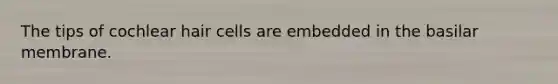 The tips of cochlear hair cells are embedded in the basilar membrane.