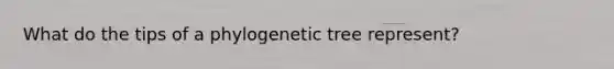 What do the tips of a phylogenetic tree represent?