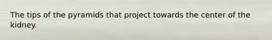 The tips of the pyramids that project towards the center of the kidney.