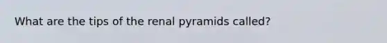 What are the tips of the renal pyramids called?