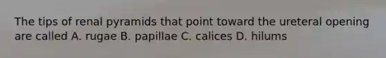 The tips of renal pyramids that point toward the ureteral opening are called A. rugae B. papillae C. calices D. hilums