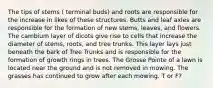 The tips of stems ( terminal buds) and roots are responsible for the increase in likes of these structures. Butts and leaf axles are responsible for the formation of new stems, leaves, and flowers. The cambium layer of dicots give rise to cells that increase the diameter of stems, roots, and tree trunks. This layer lays just beneath the bark of Tree Trunks and is responsible for the formation of growth rings in trees. The Grosse Pointe of a lawn is located near the ground and is not removed in mowing. The grasses has continued to grow after each mowing. T or F?