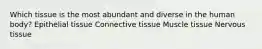 Which tissue is the most abundant and diverse in the human body? Epithelial tissue Connective tissue Muscle tissue Nervous tissue