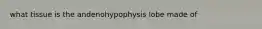 what tissue is the andenohypophysis lobe made of