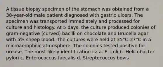 A tissue biopsy specimen of the stomach was obtained from a 38-year-old male patient diagnosed with gastric ulcers. The specimen was transported immediately and processed for culture and histology. At 5 days, the culture produced colonies of gram-negative (curved) bacilli on chocolate and Brucella agar with 5% sheep blood. The cultures were held at 35°C-37°C in a microaerophilic atmosphere. The colonies tested positive for urease. The most likely identification is: a. E. coli b. Helicobacter pylori c. Enterococcus faecalis d. Streptococcus bovis