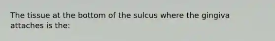 The tissue at the bottom of the sulcus where the gingiva attaches is the: